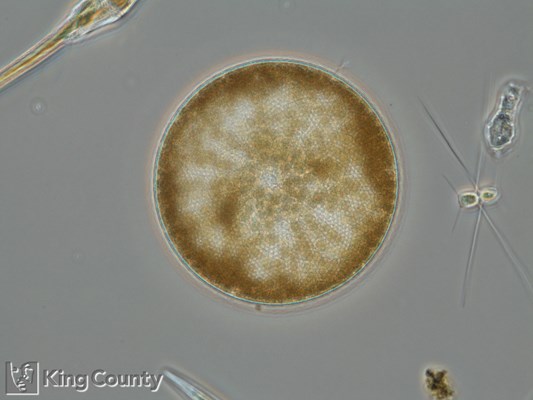 Photo of Coscinodiscus spp.